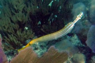 Aulostomus maculatus - Westatlantischer Trompetenfisch